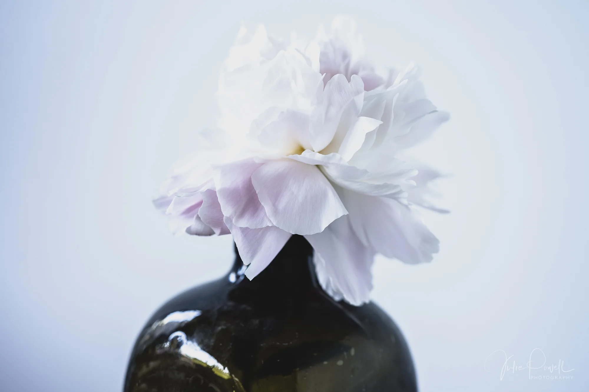 Julie Powell_Peony-15.jpg