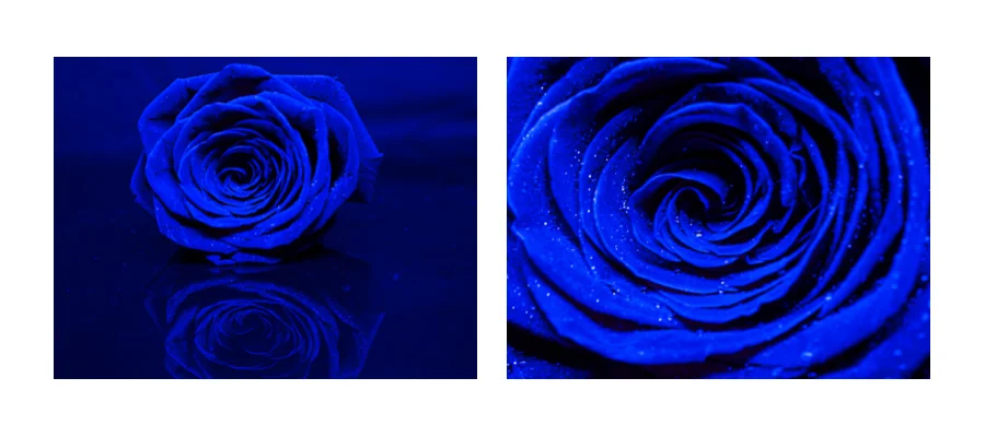 A simple Red Rose can become something quite different