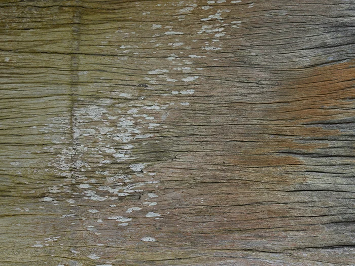 JuliePowell_Driftwood_Small.jpg