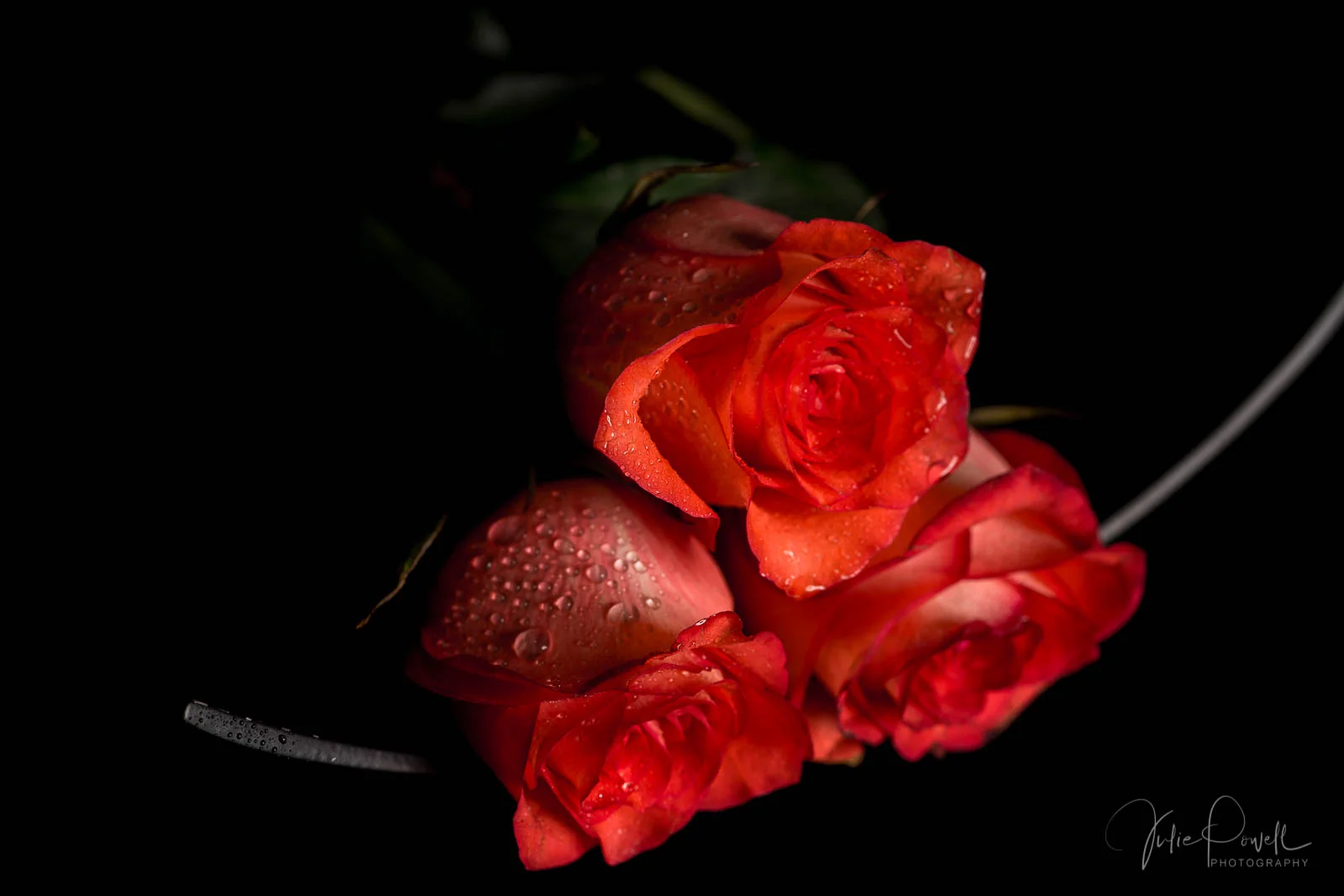Julie Powell_MD Flowers-5.jpg