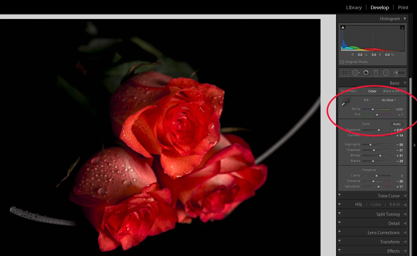 Same roses, same light source but my colour temp was set to 5400 kelvins