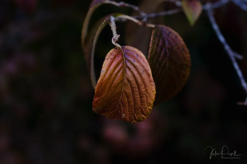 Julie Powell_Autumn-7.jpg