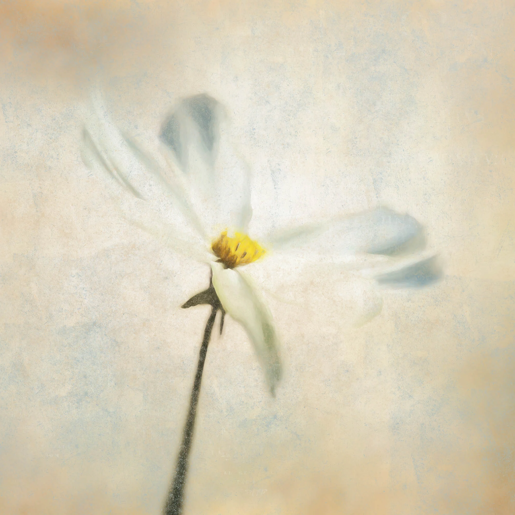 Julie Powell_Floral.jpg