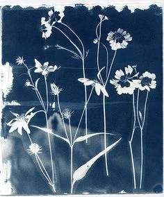 Cyanotype Printing