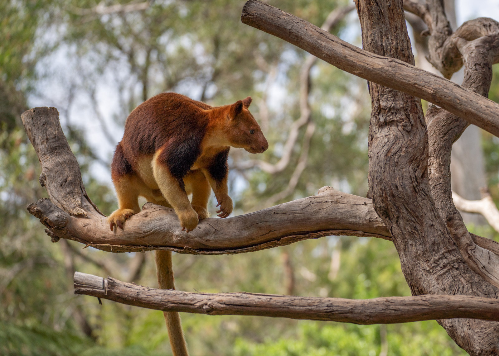 Beware the drop bear! Australia's most feared animal. — Steemit