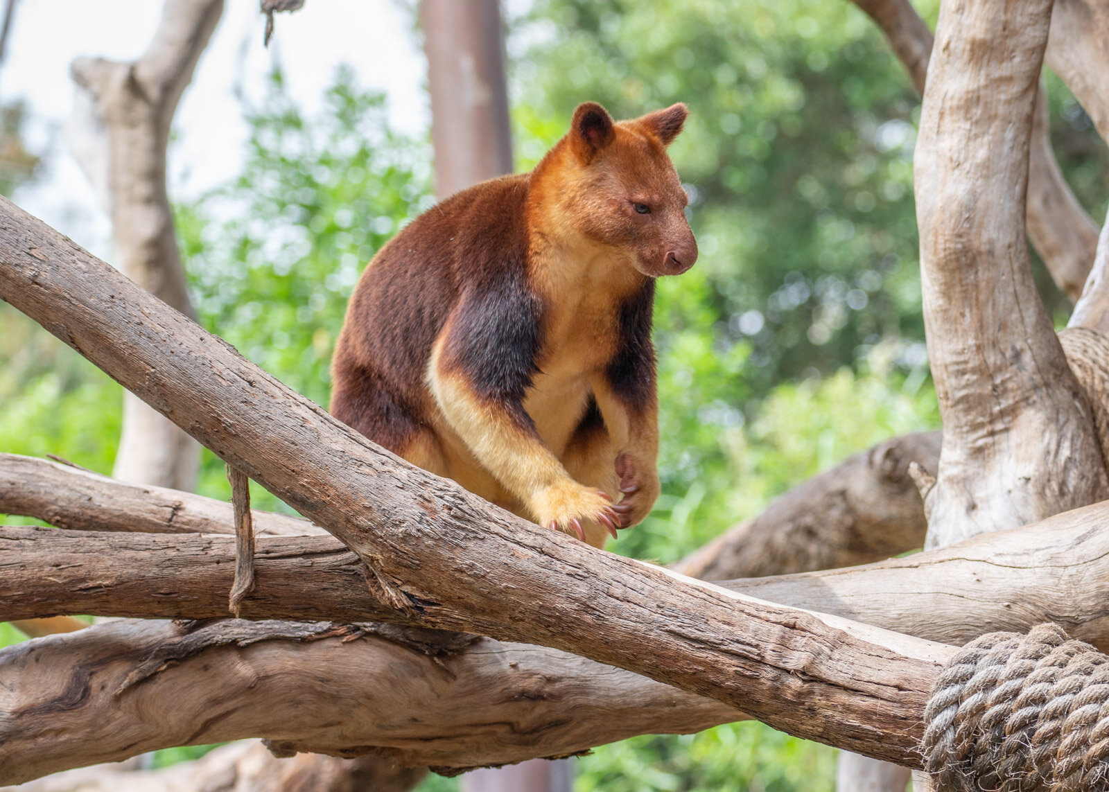 Drop bears target tourists, study says - Australian Geographic
