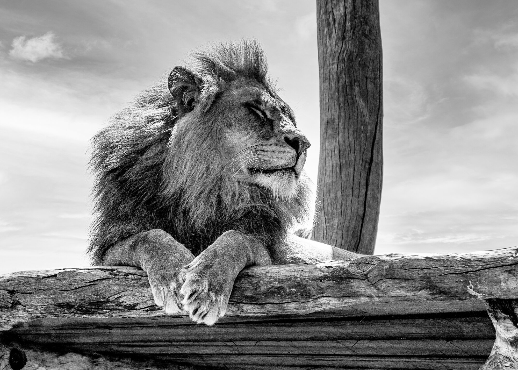 JuliePowell_The Lion King.jpg