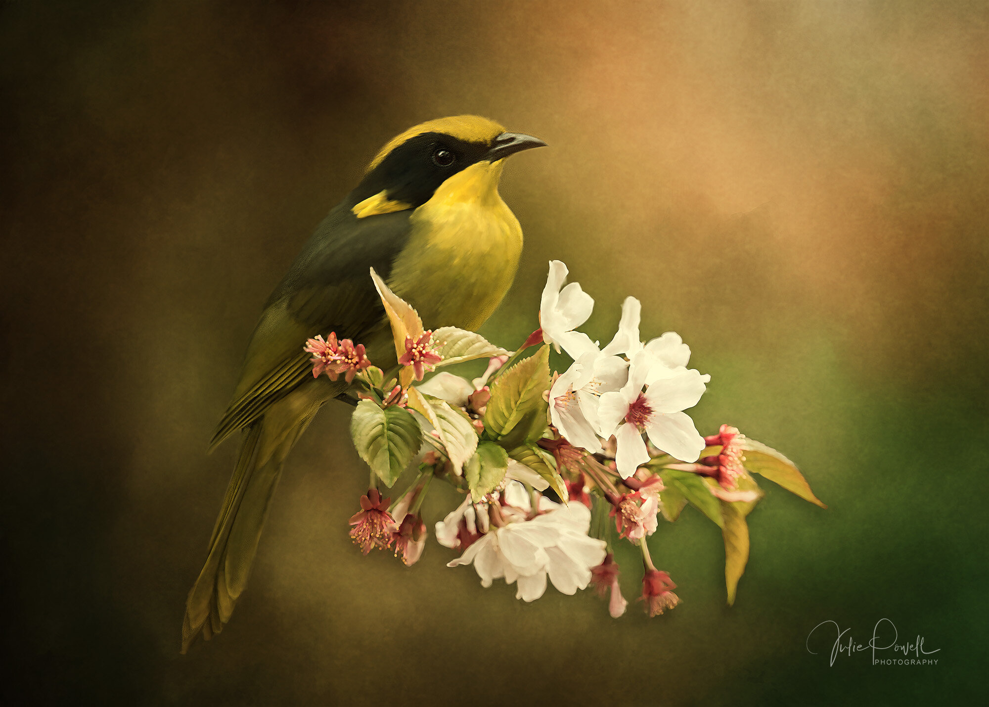 The Honey Eater