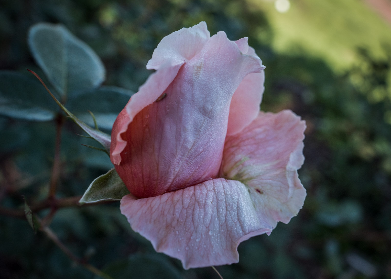 Julie-Powell-flowers-1-3.jpg