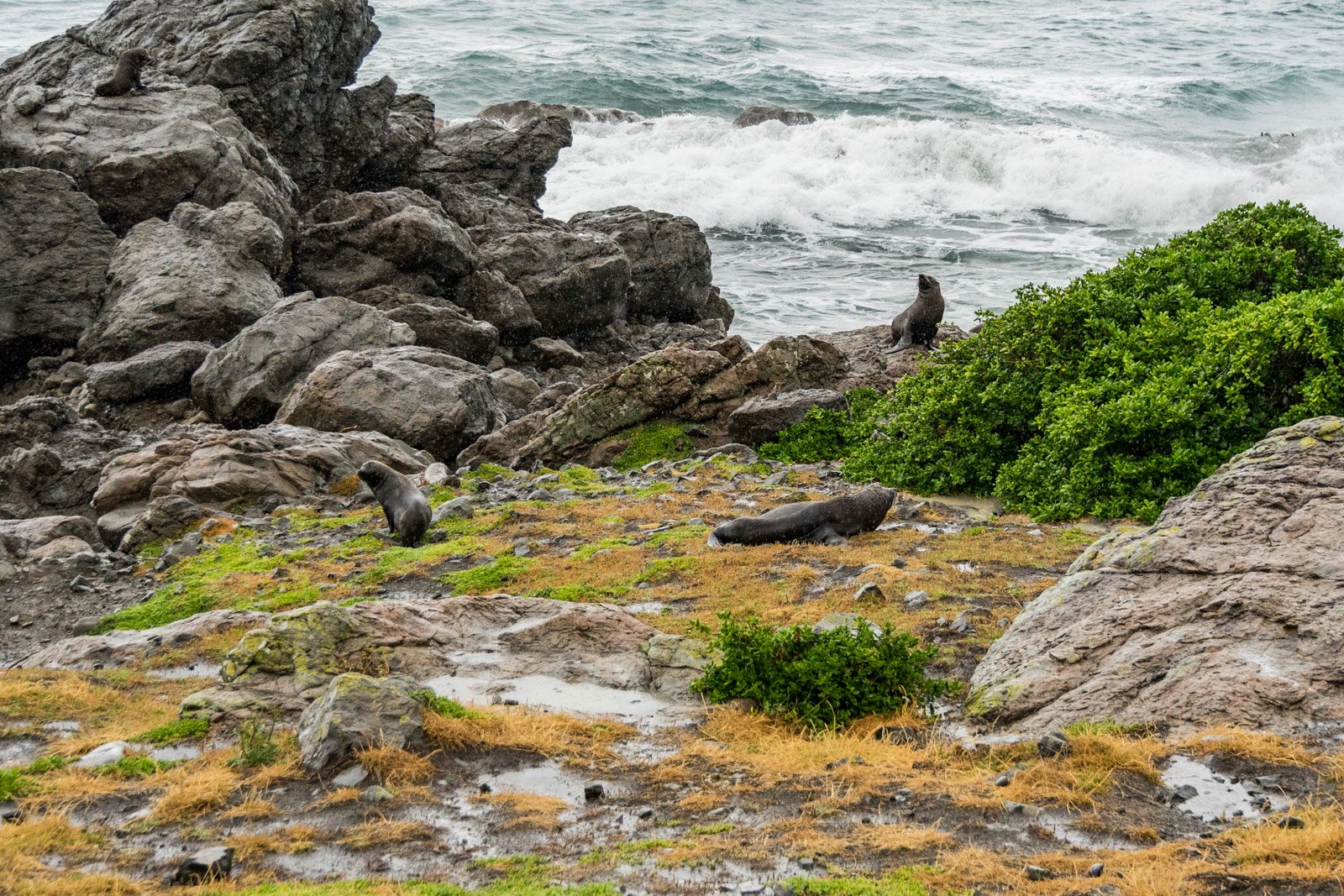 JuliePowell-Cape Palliser-11.jpg