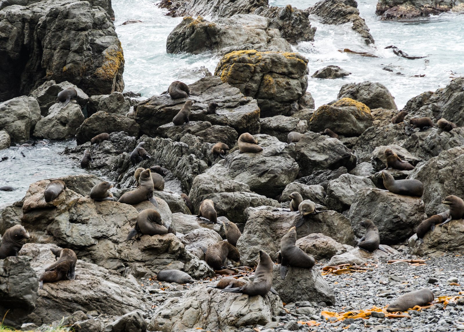 JuliePowell-Cape Palliser-23.jpg