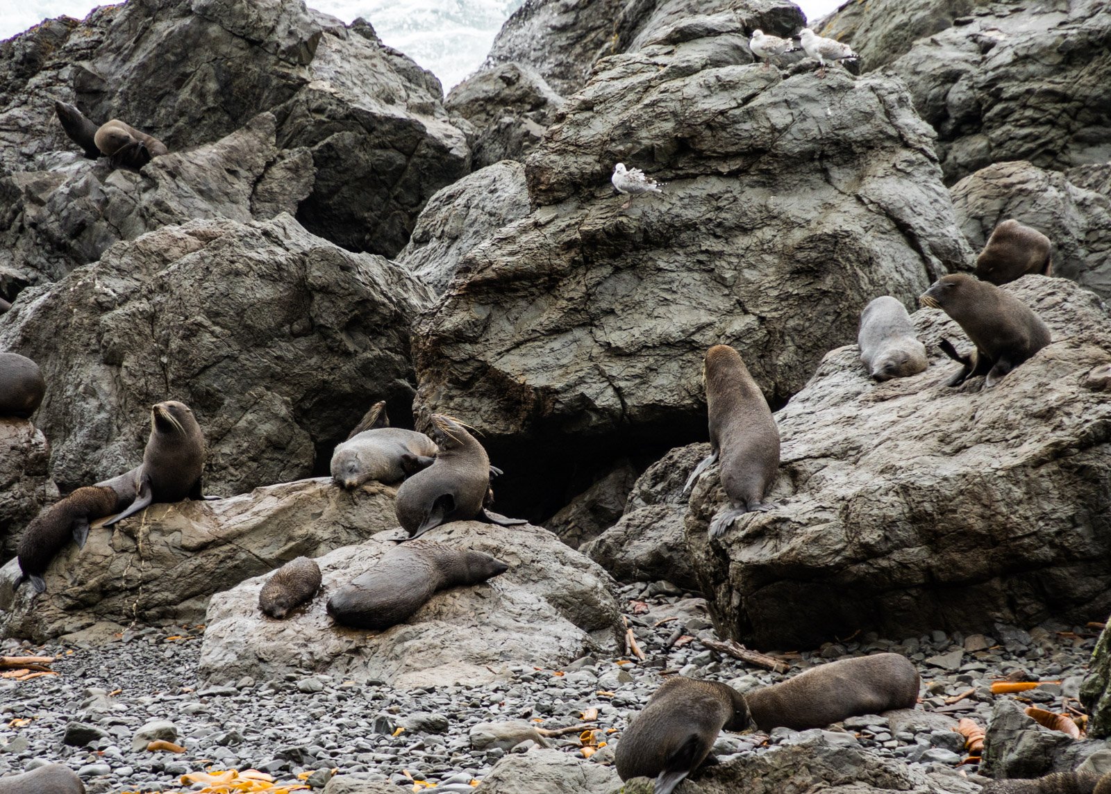 JuliePowell-Cape Palliser-24.jpg