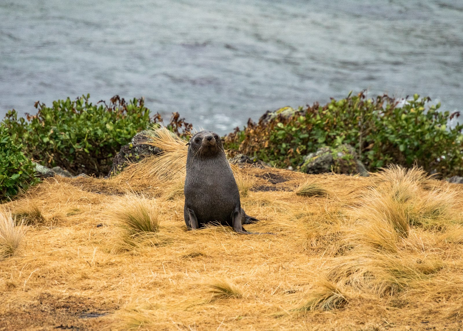 JuliePowell-Cape Palliser-26.jpg