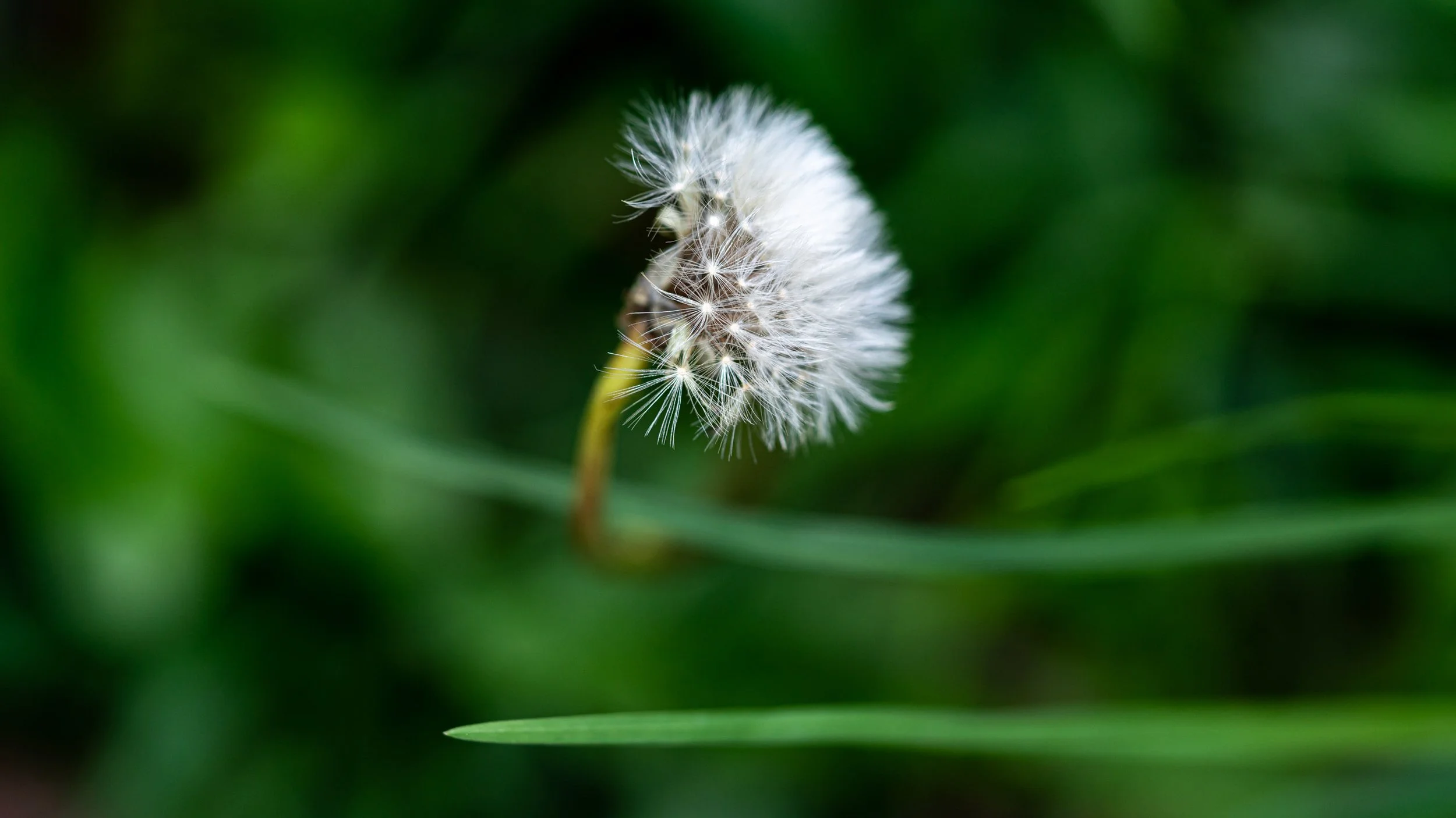 Using flash with flowers outdoors