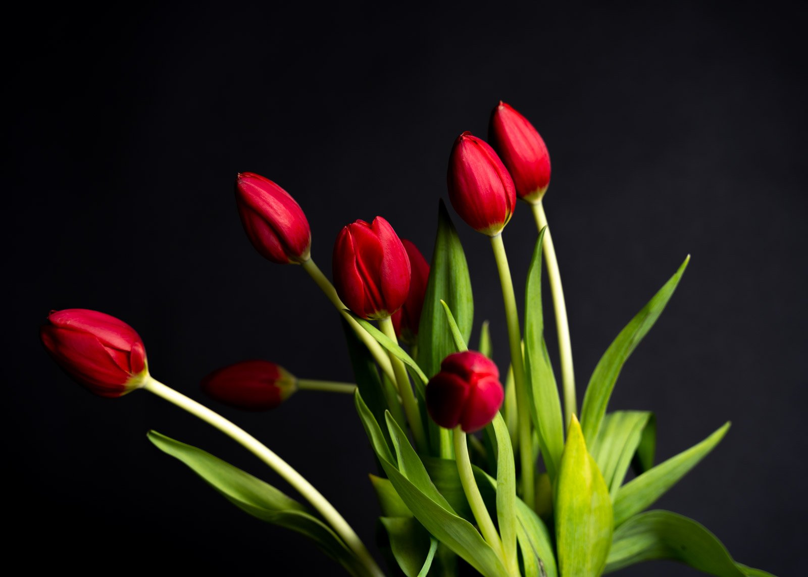 JuliePowell - Red Tulips (3 of 4).jpg