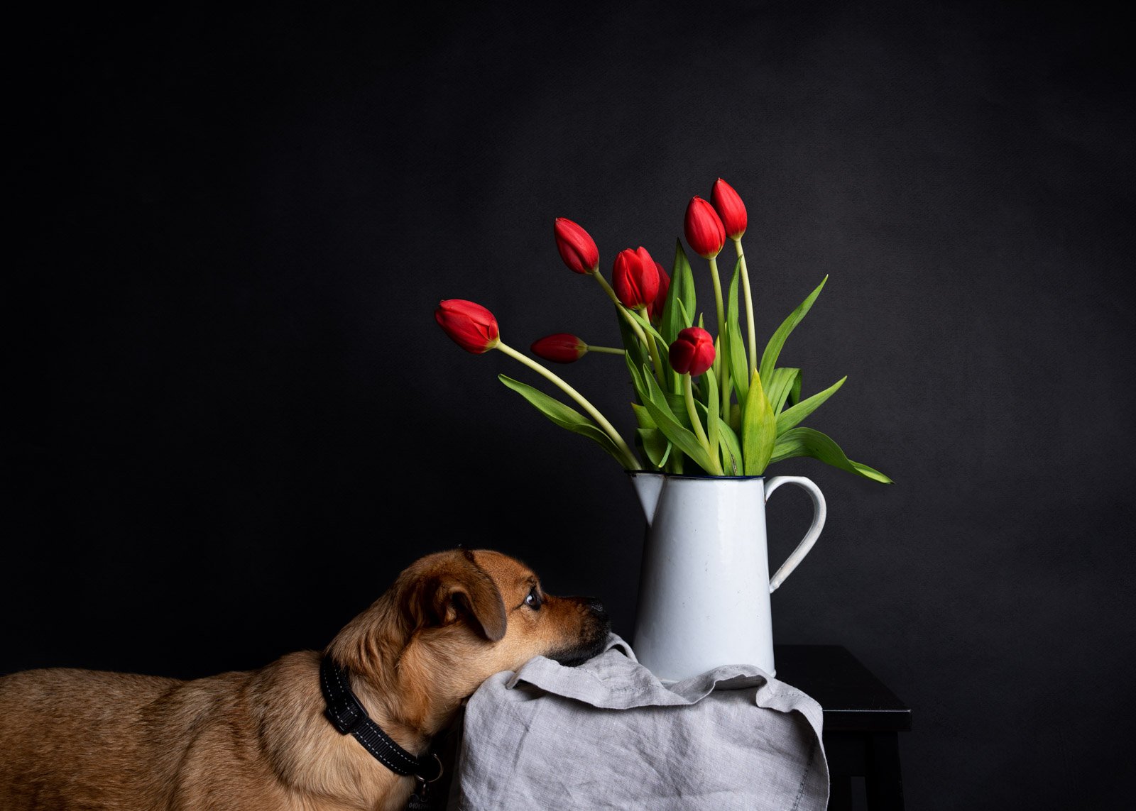 JuliePowell - Red Tulips (2 of 4).jpg