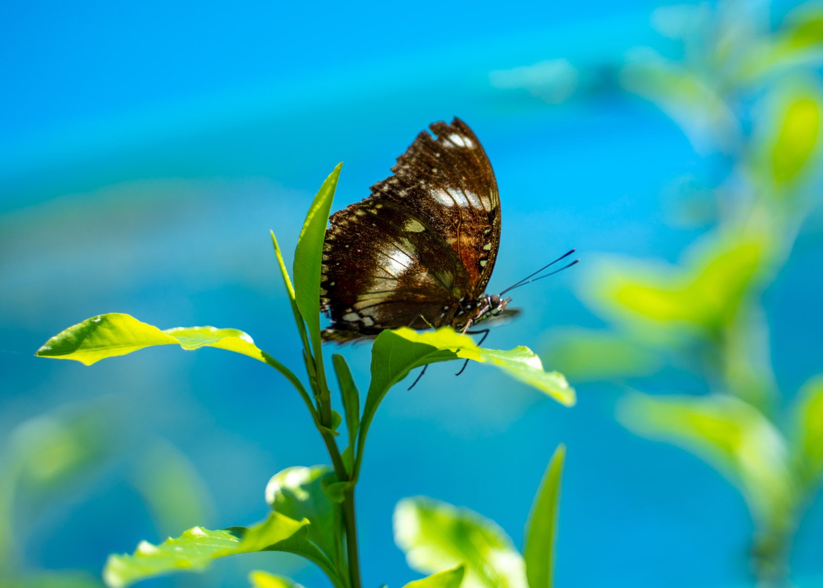 JuliePowell - Butterfly (1 of 1).jpg