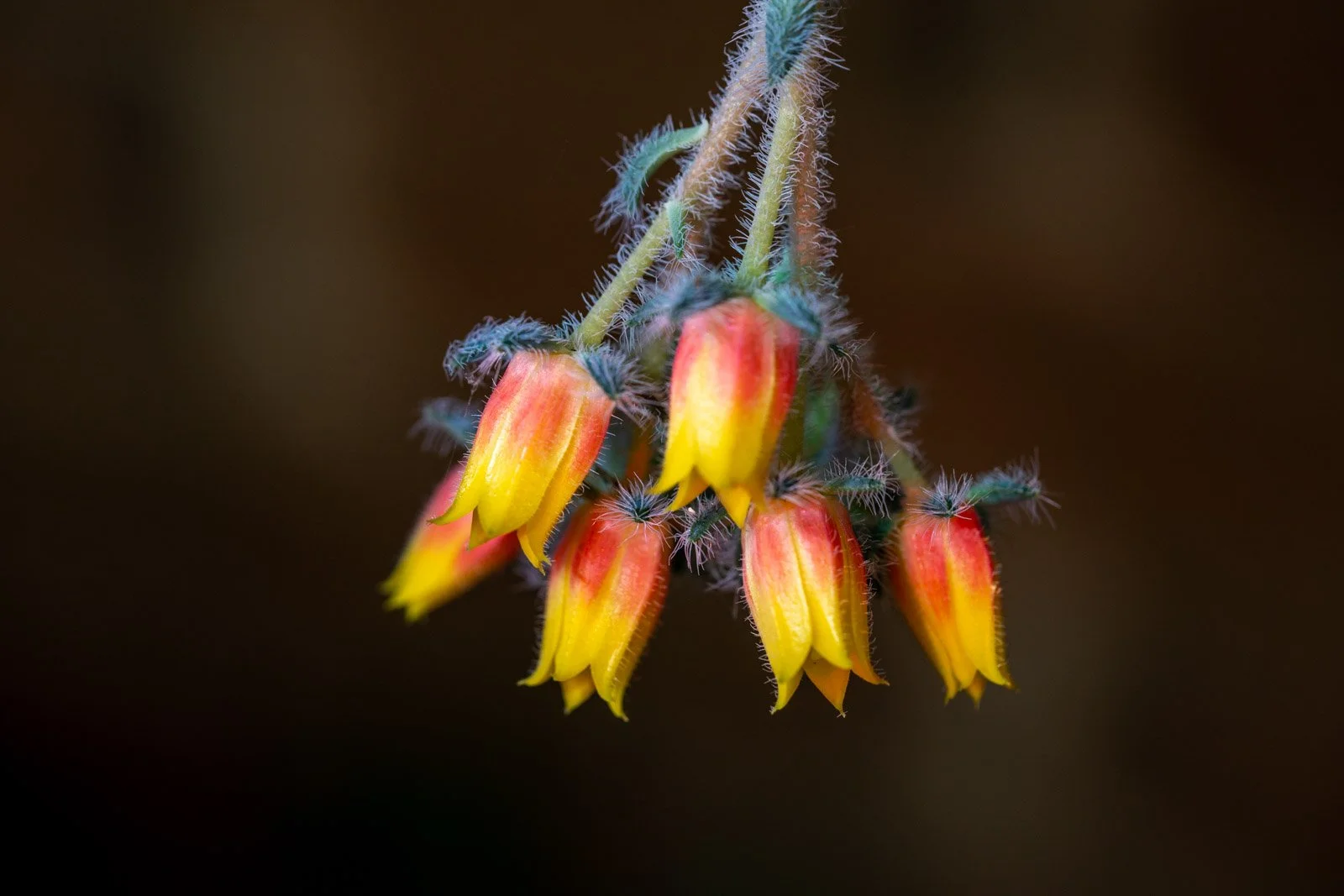 JuliePowell_cactus.jpg