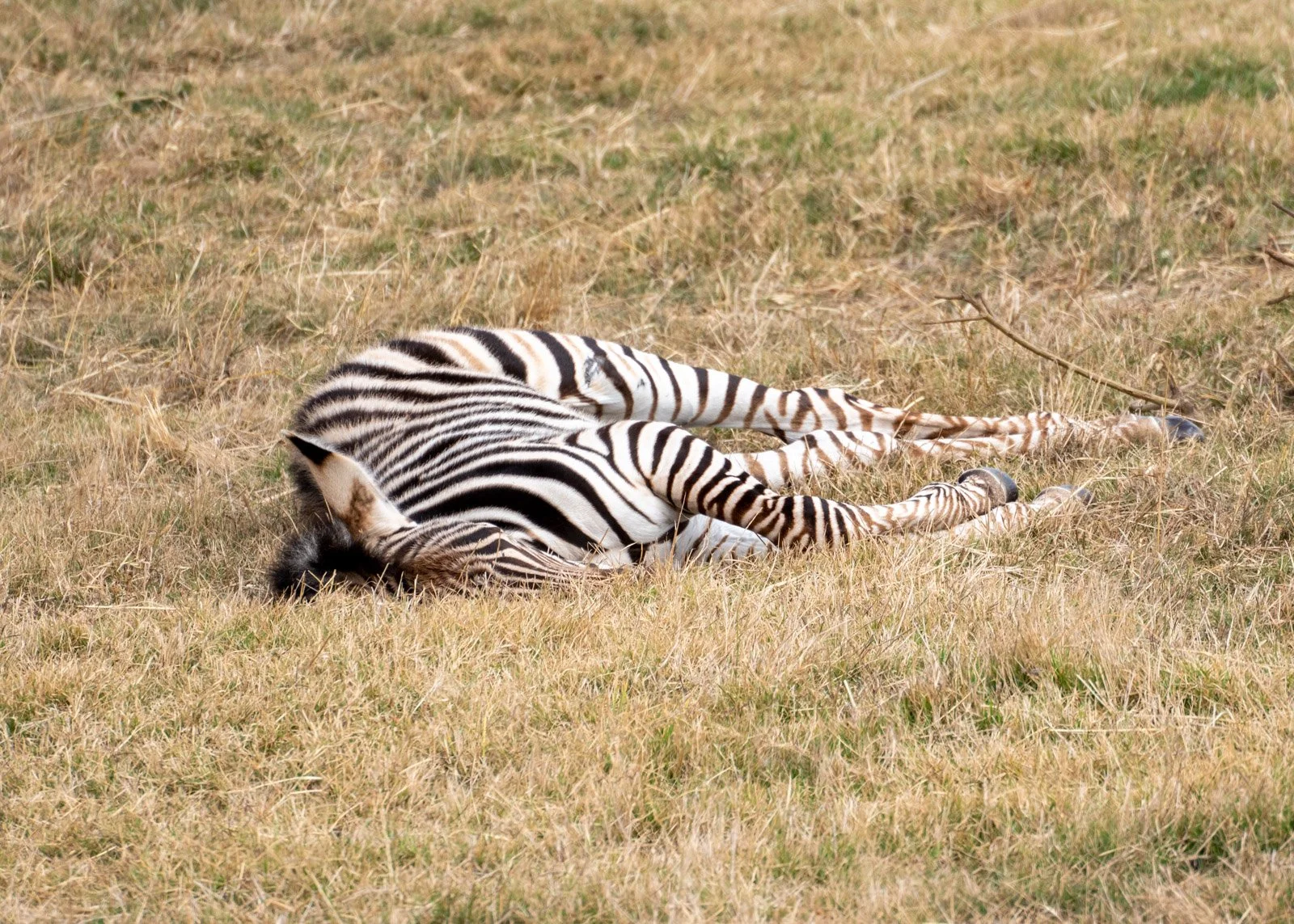 JuliePowell - Zoo-13.jpg