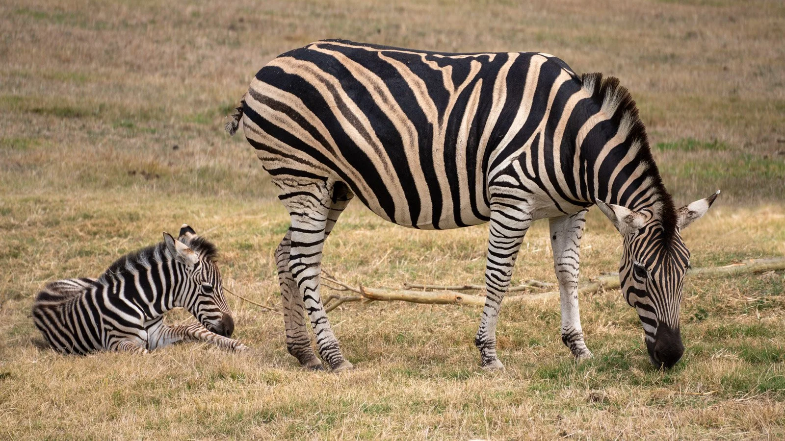 JuliePowell - Zoo-19.jpg