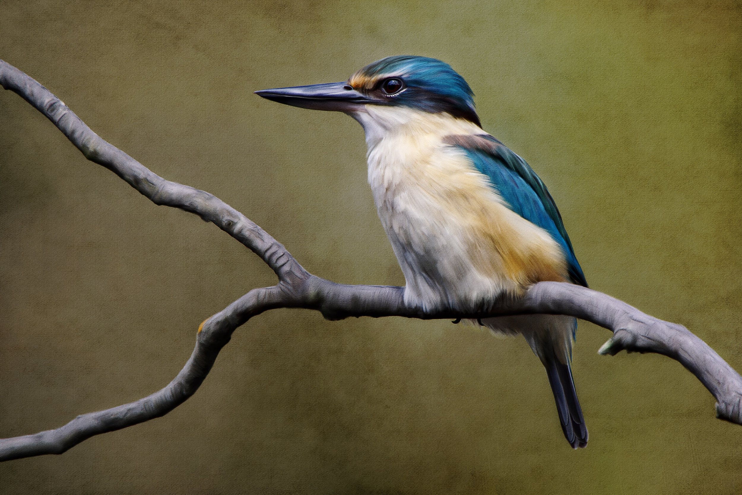 The Sacred Kingfisher