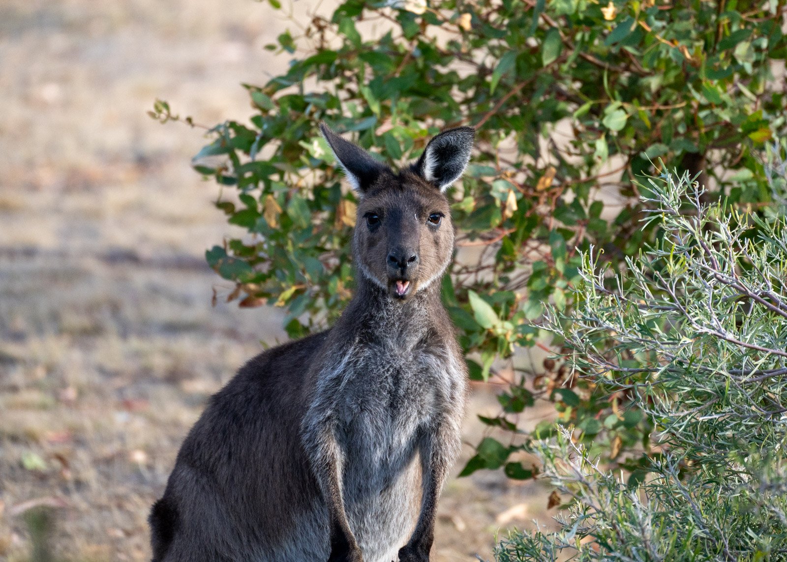 Tamar Wallaby in wild