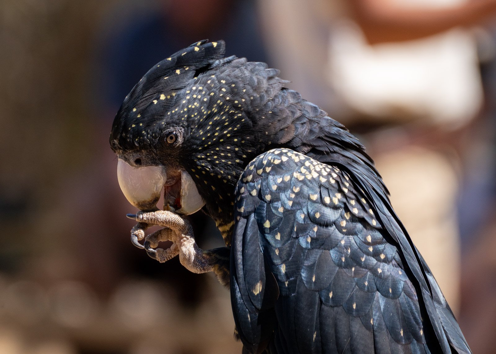 Glossy Black Cockatoo in captivity