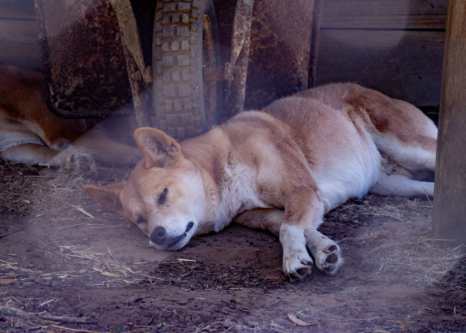 Dingo in Captivity