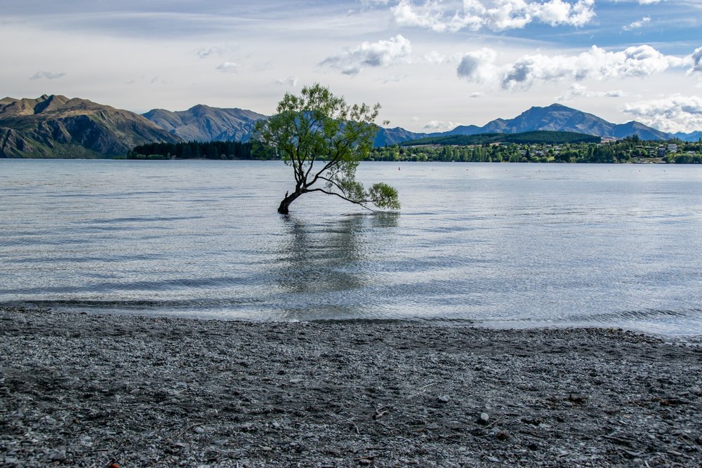 The tree at Wanaka, NZ