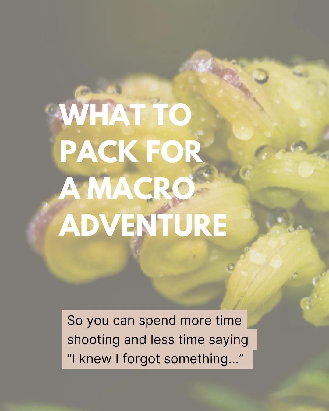 What to Pack for a Macro Photography Adventure