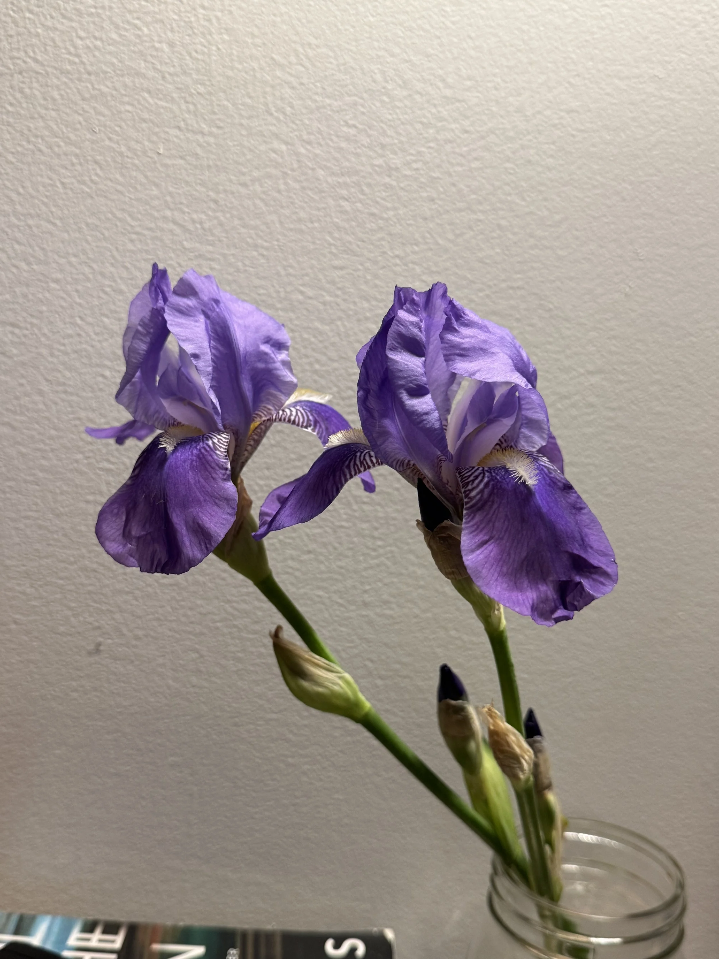 IMG_3508.jpeg