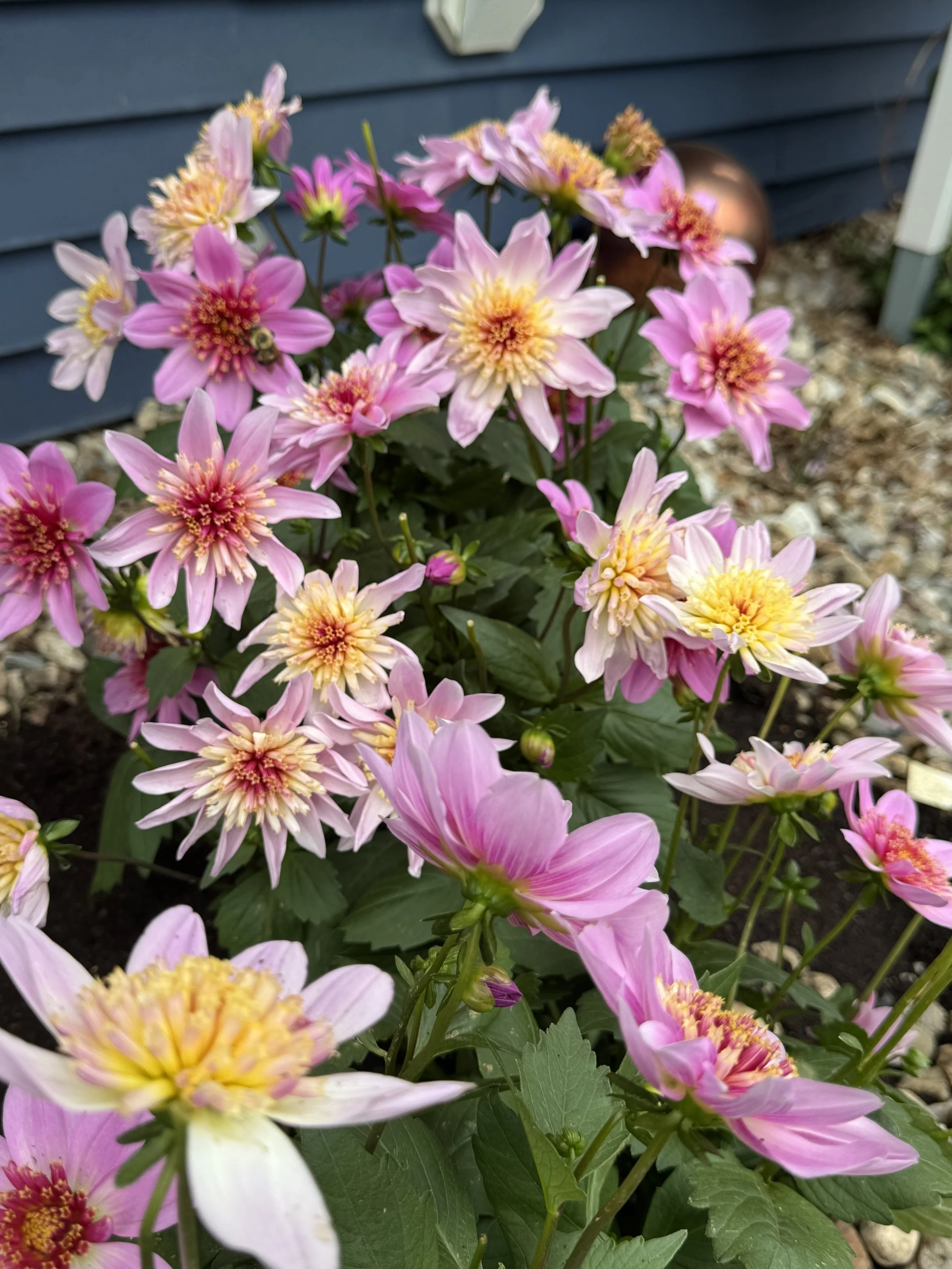 IMG_5395.jpeg