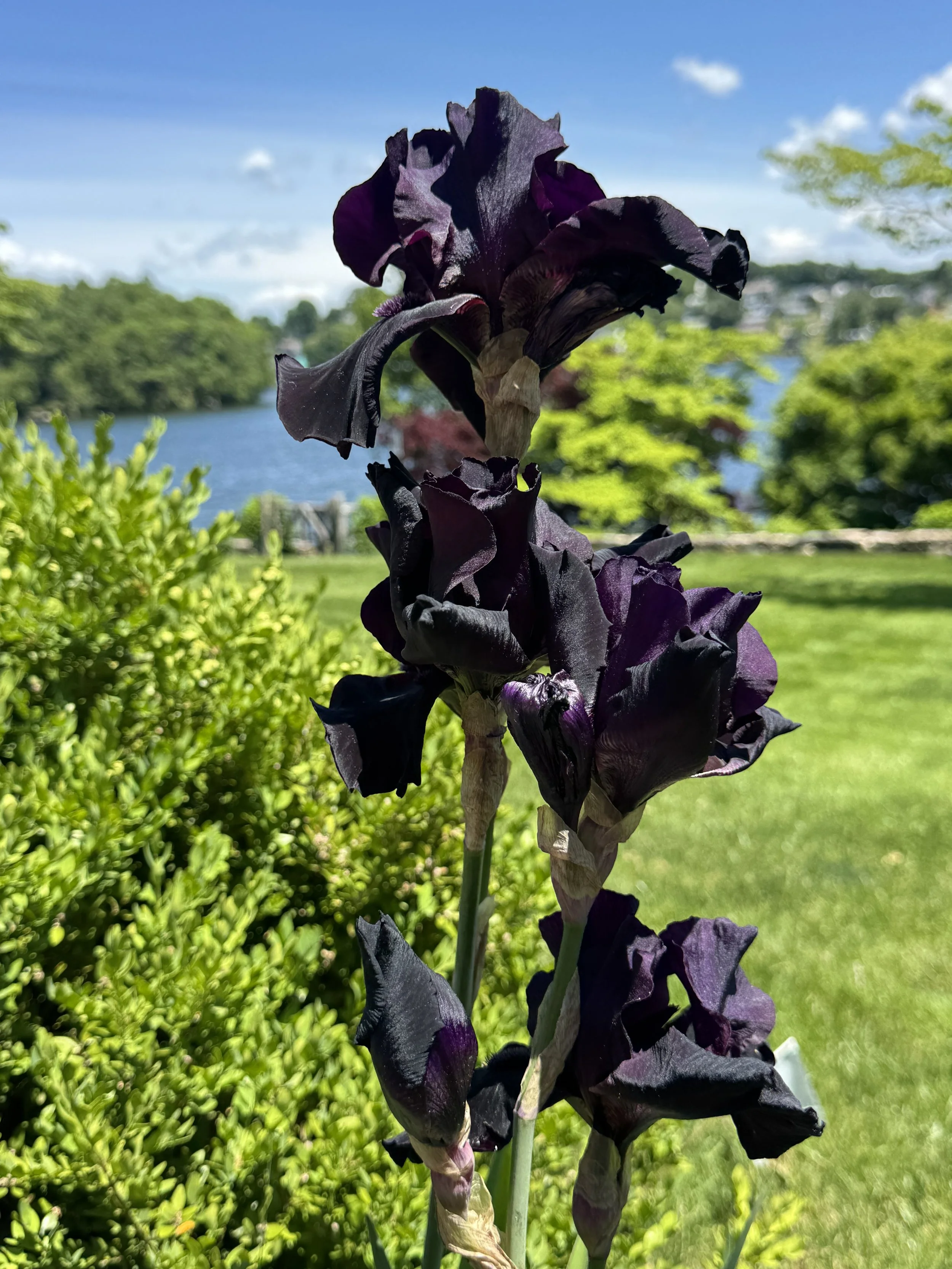 IMG_5685.jpeg