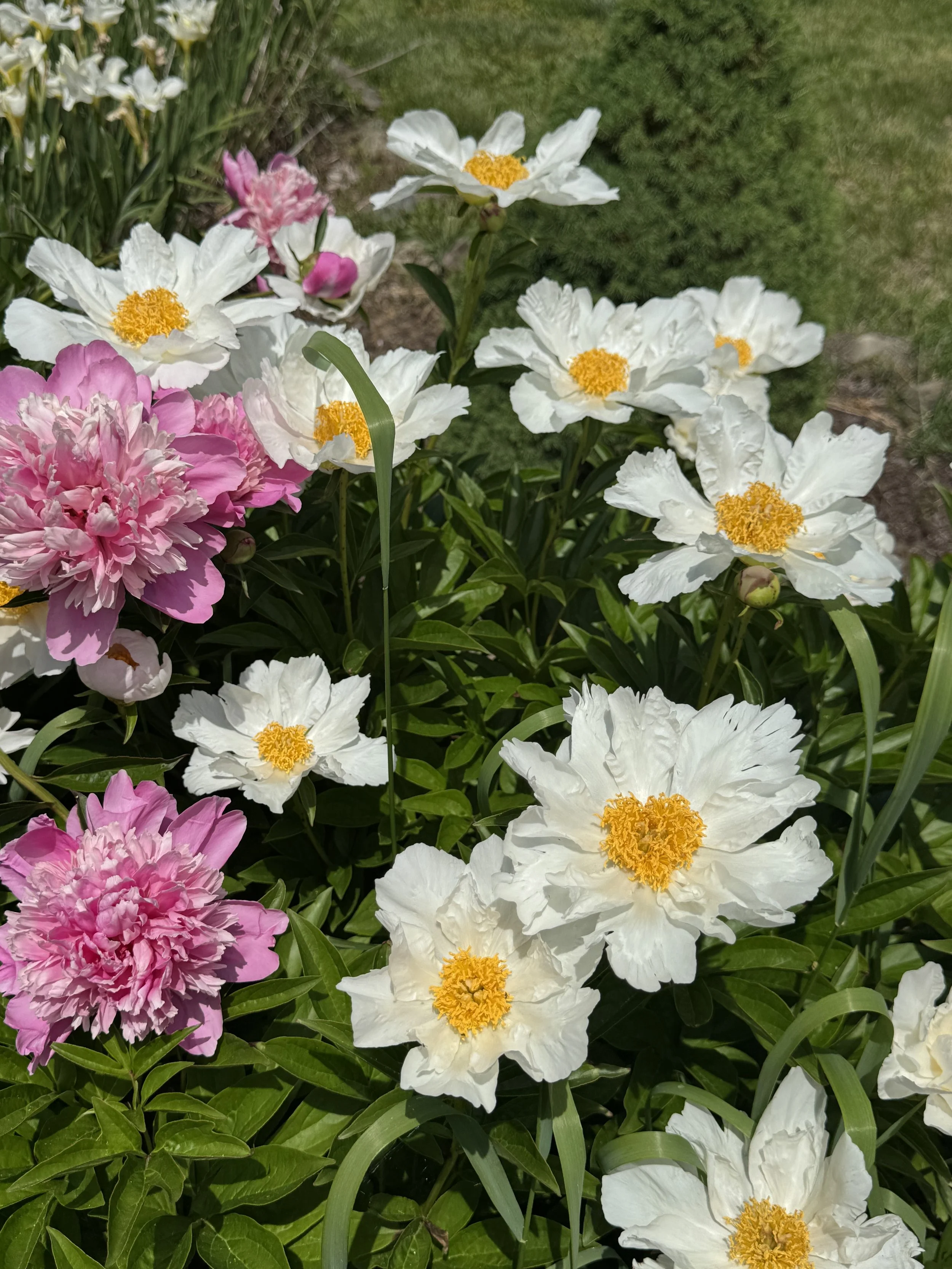 IMG_5967.jpeg