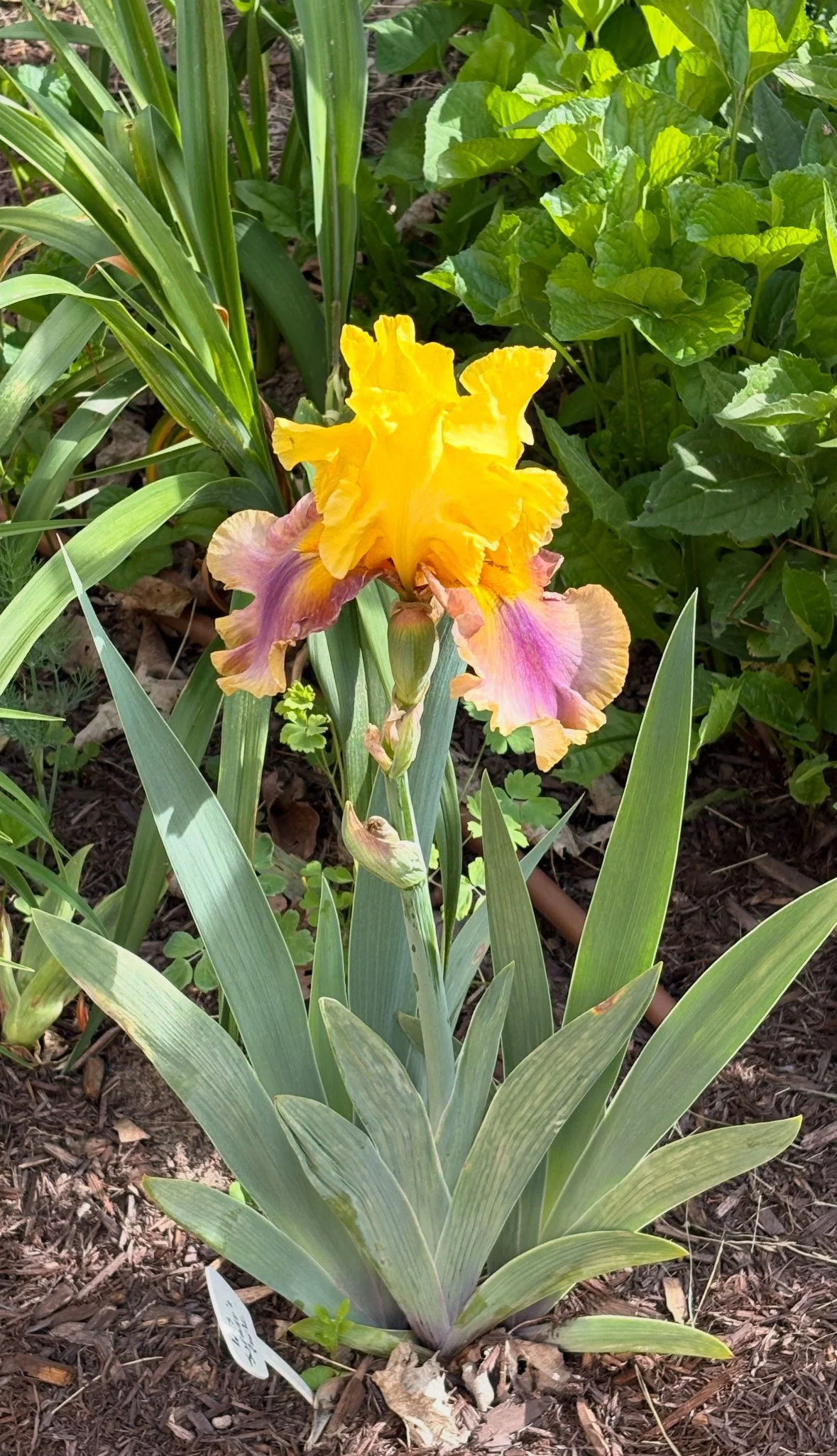 IMG_6241.jpeg