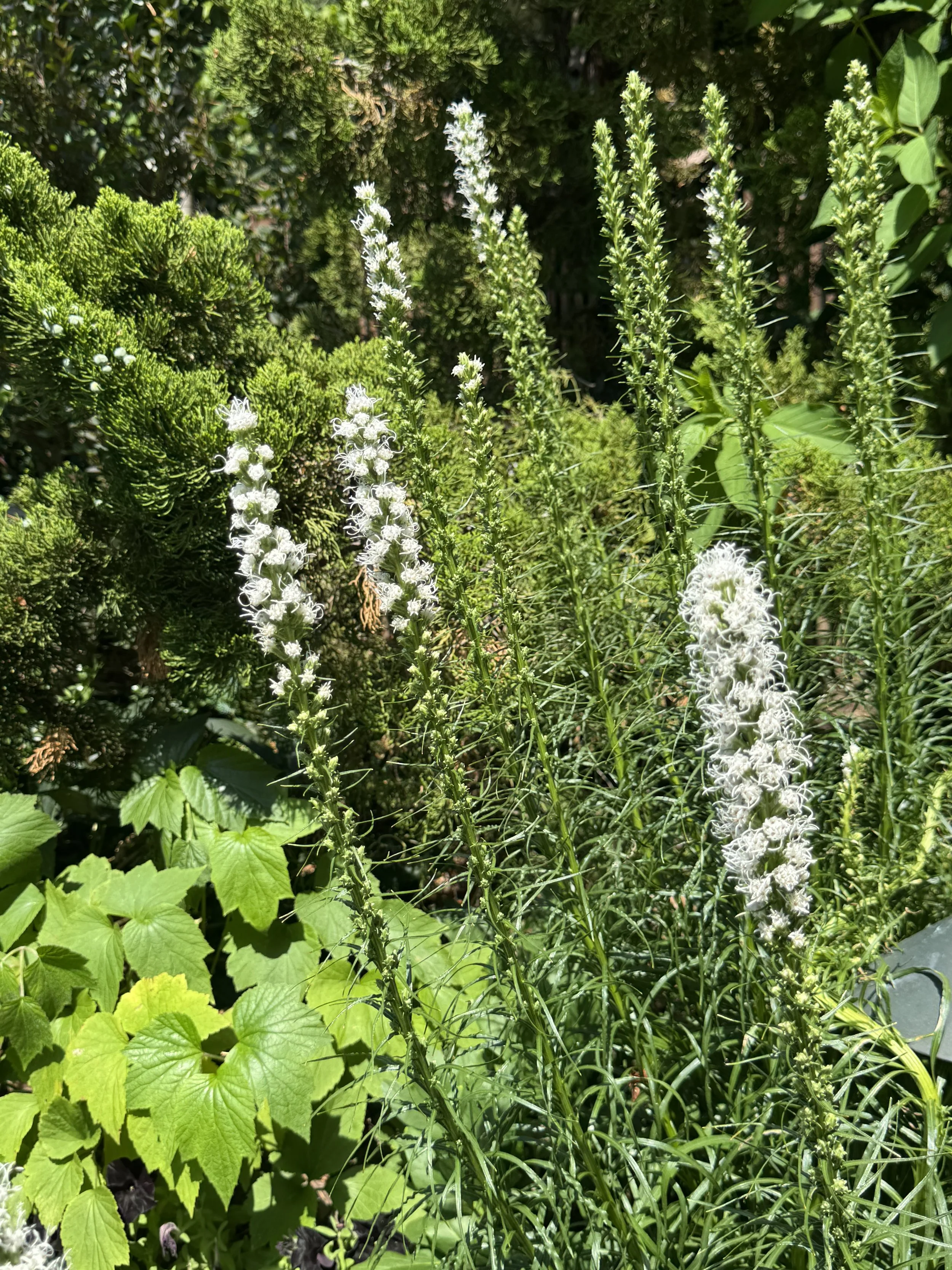 IMG_8911.jpeg