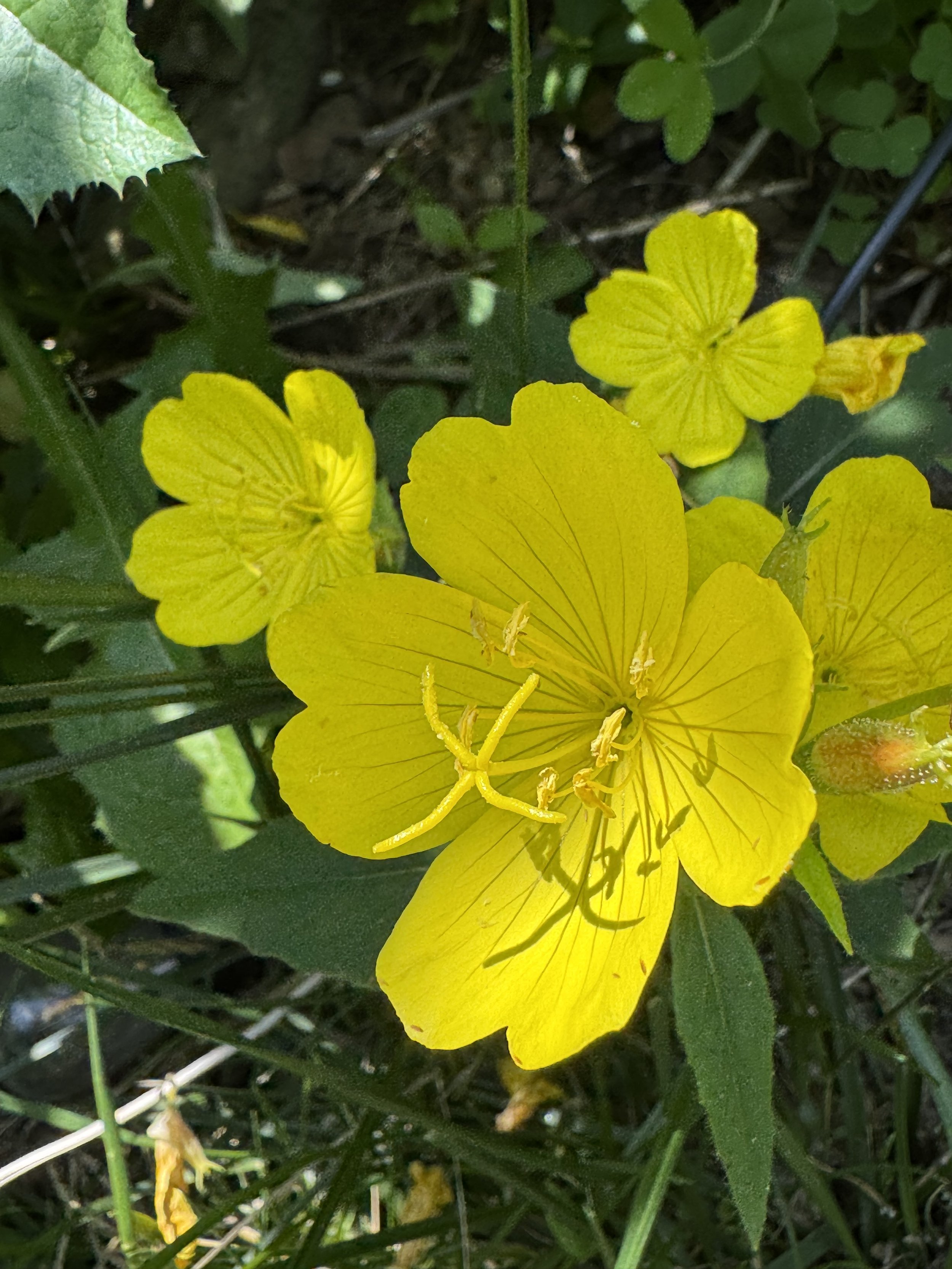 IMG_9062.jpeg