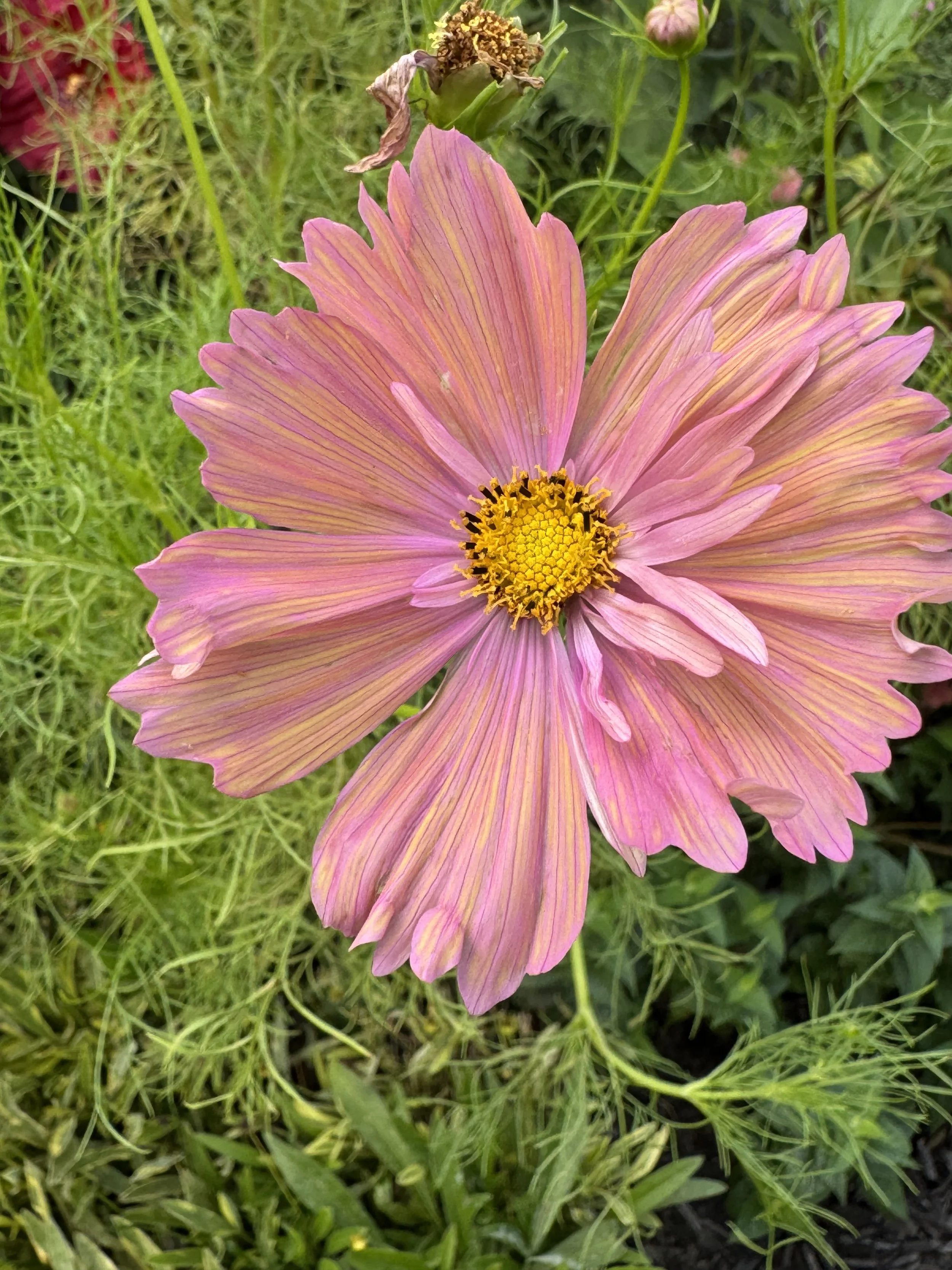 IMG_3055.jpeg
