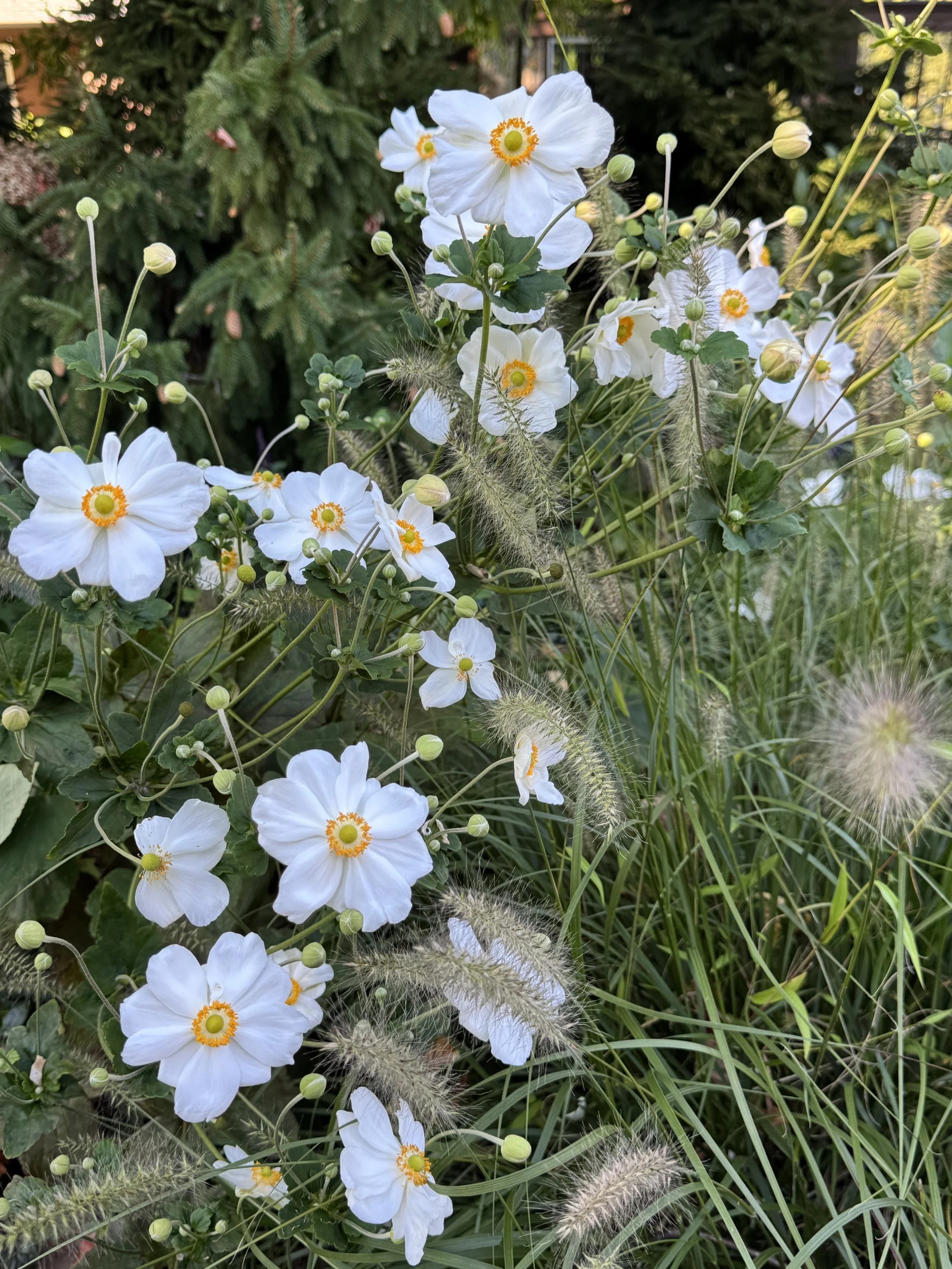IMG_4798.jpeg