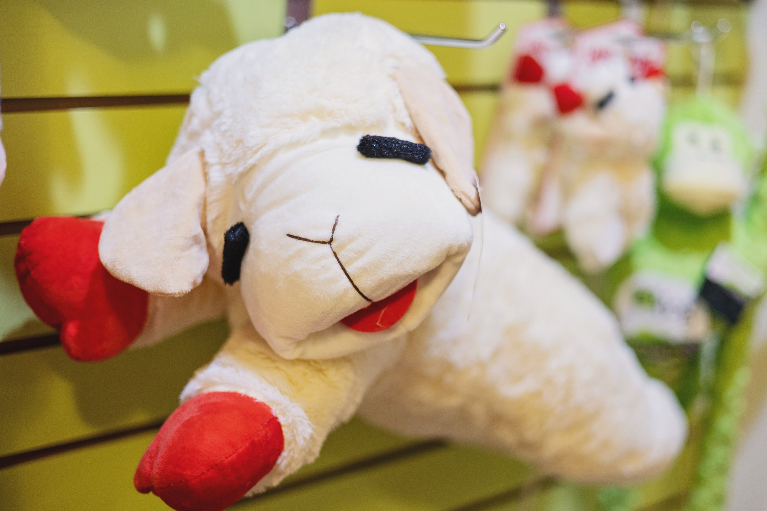Tb lamb.jpg