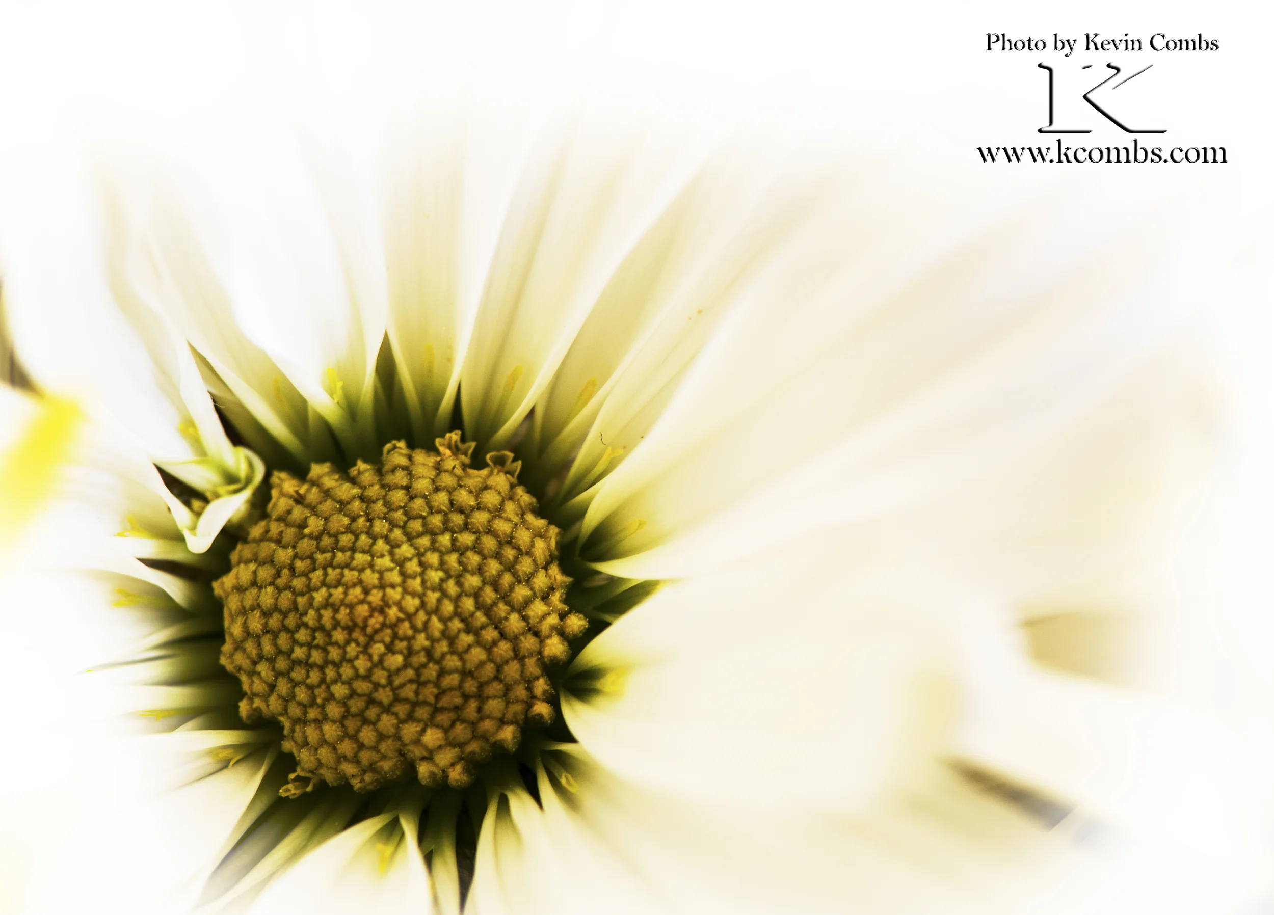 2016 04 23 FLowers_DSC7798.jpg
