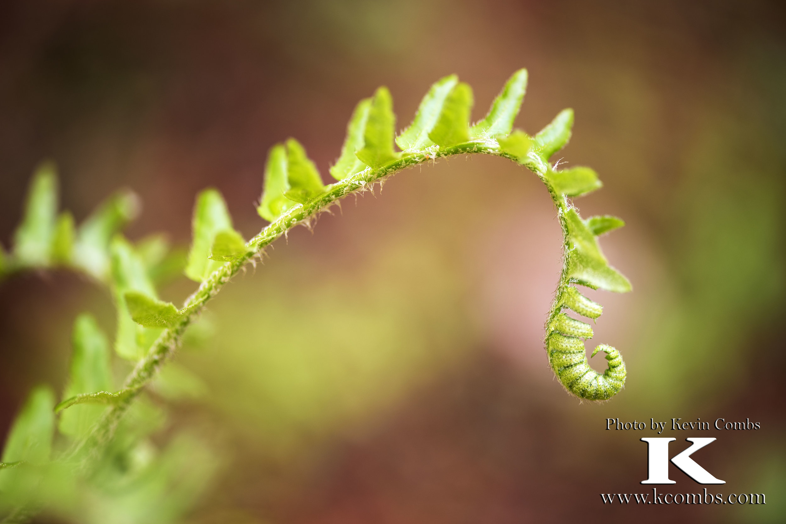 2017 04 16 Fiddleheads and more_2178.jpg