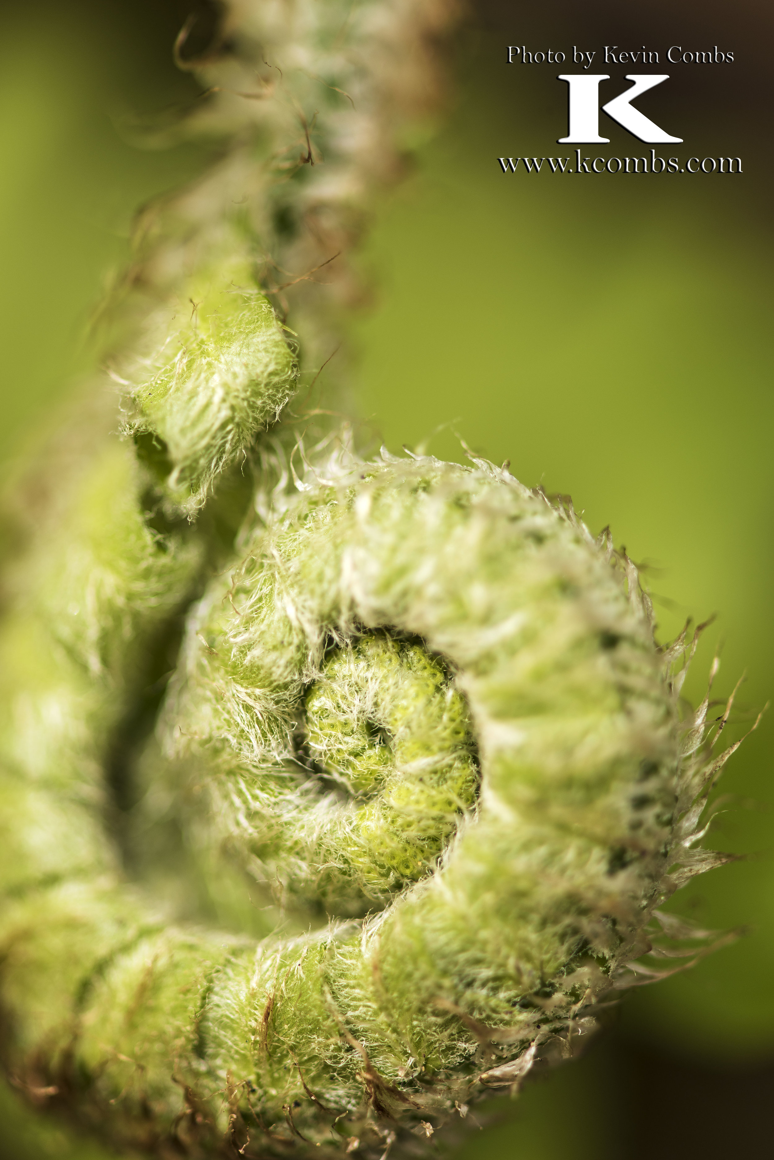 2017 04 16 Fiddleheads and more_2224.jpg