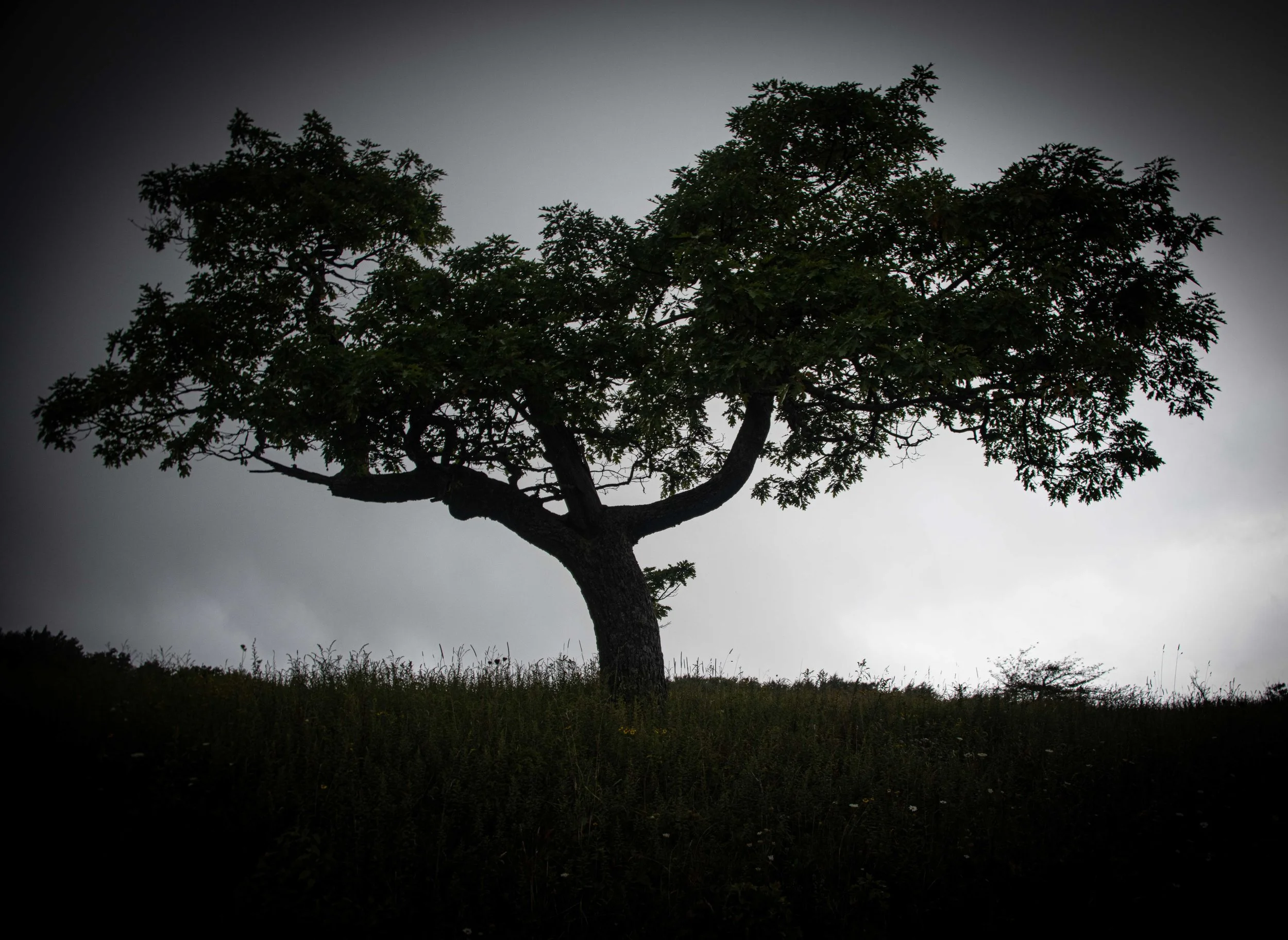 2024 08 31 Whitetop-5819.jpg