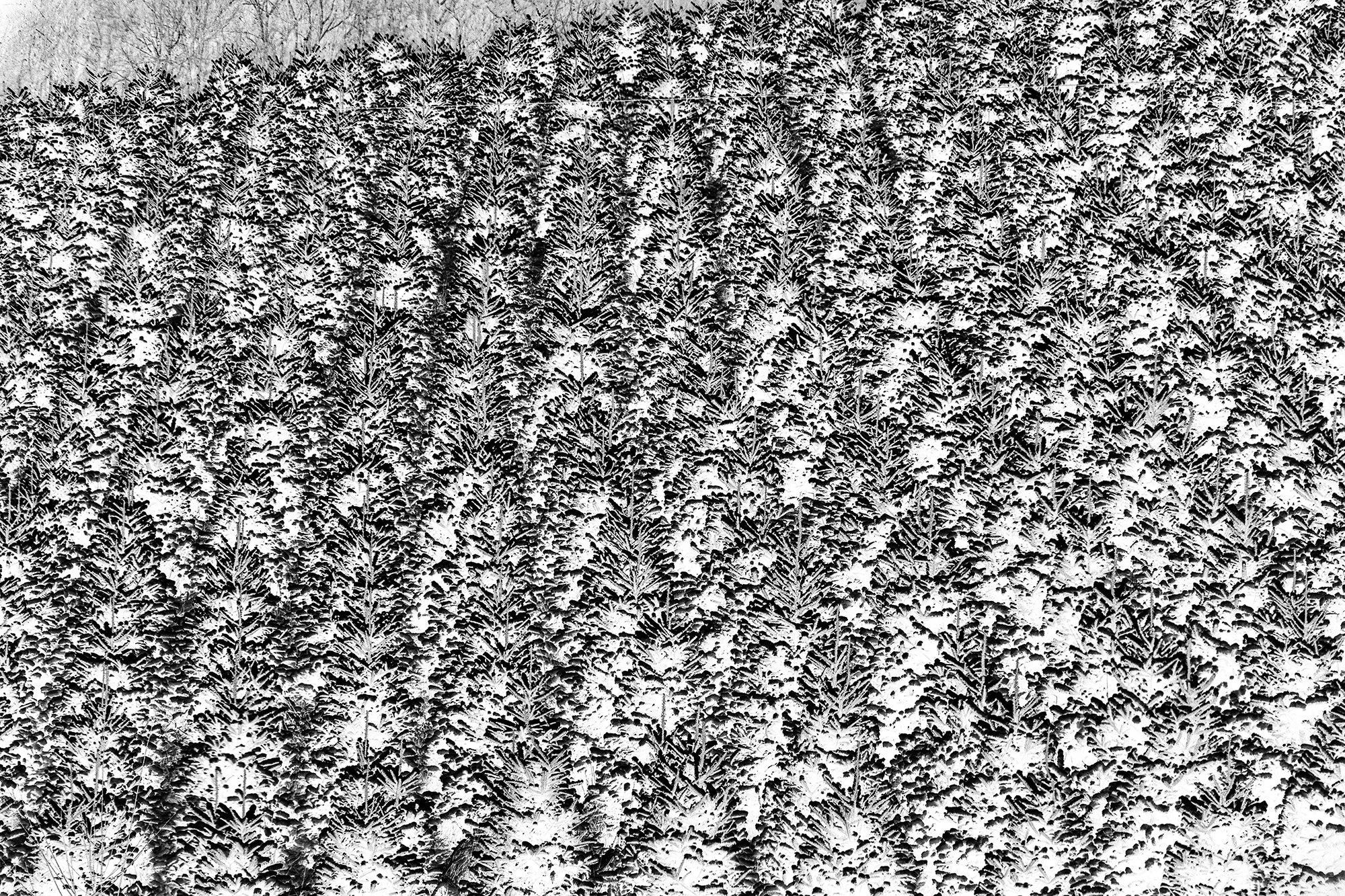 2023 12 11 Grayson snow_8733 inverted.jpg