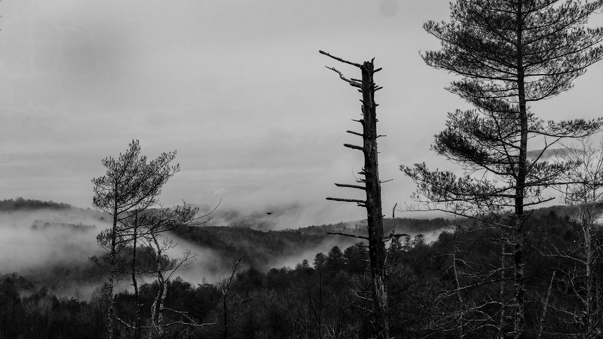 2023 12 10 Rain and Mist_8678.jpg