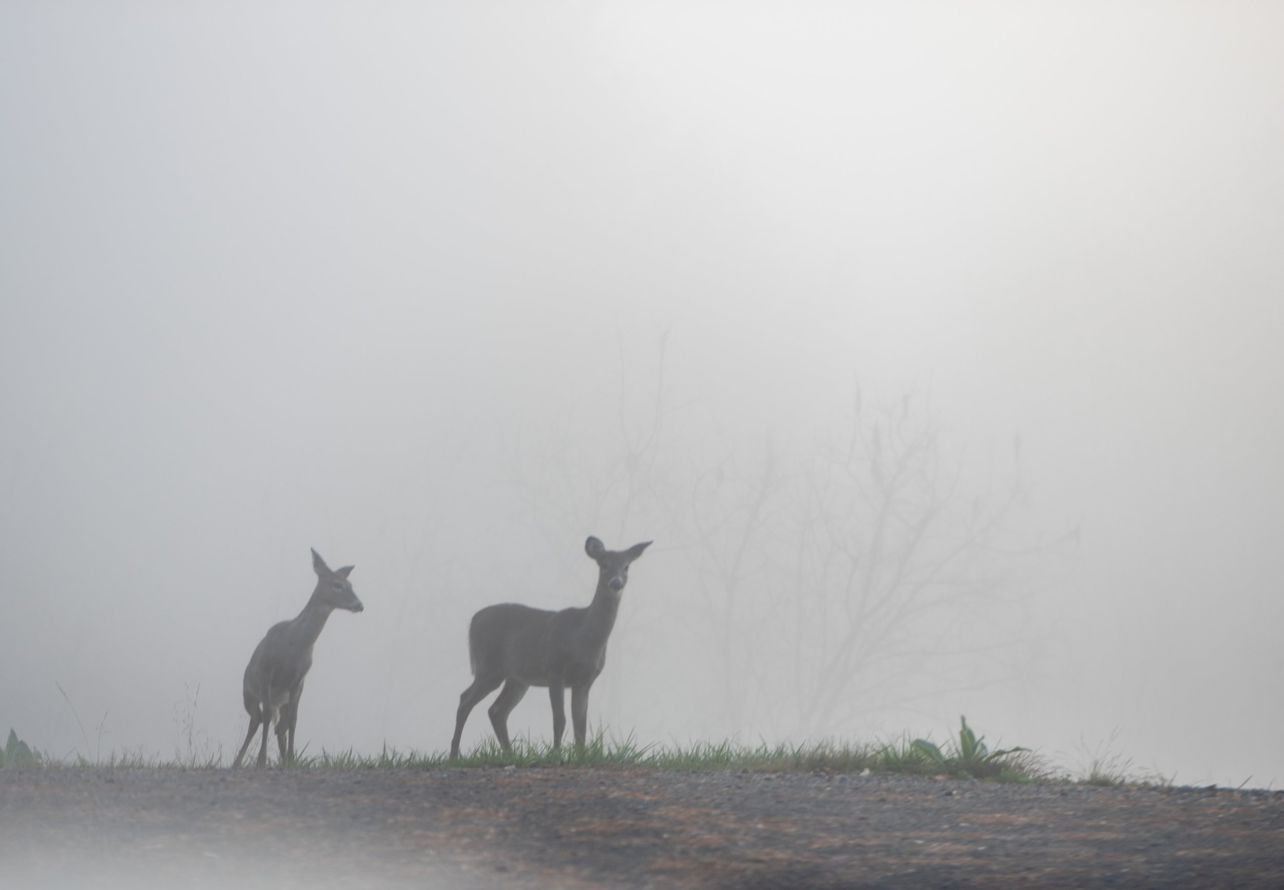 2017 10 21 Around Fries_5465.jpg