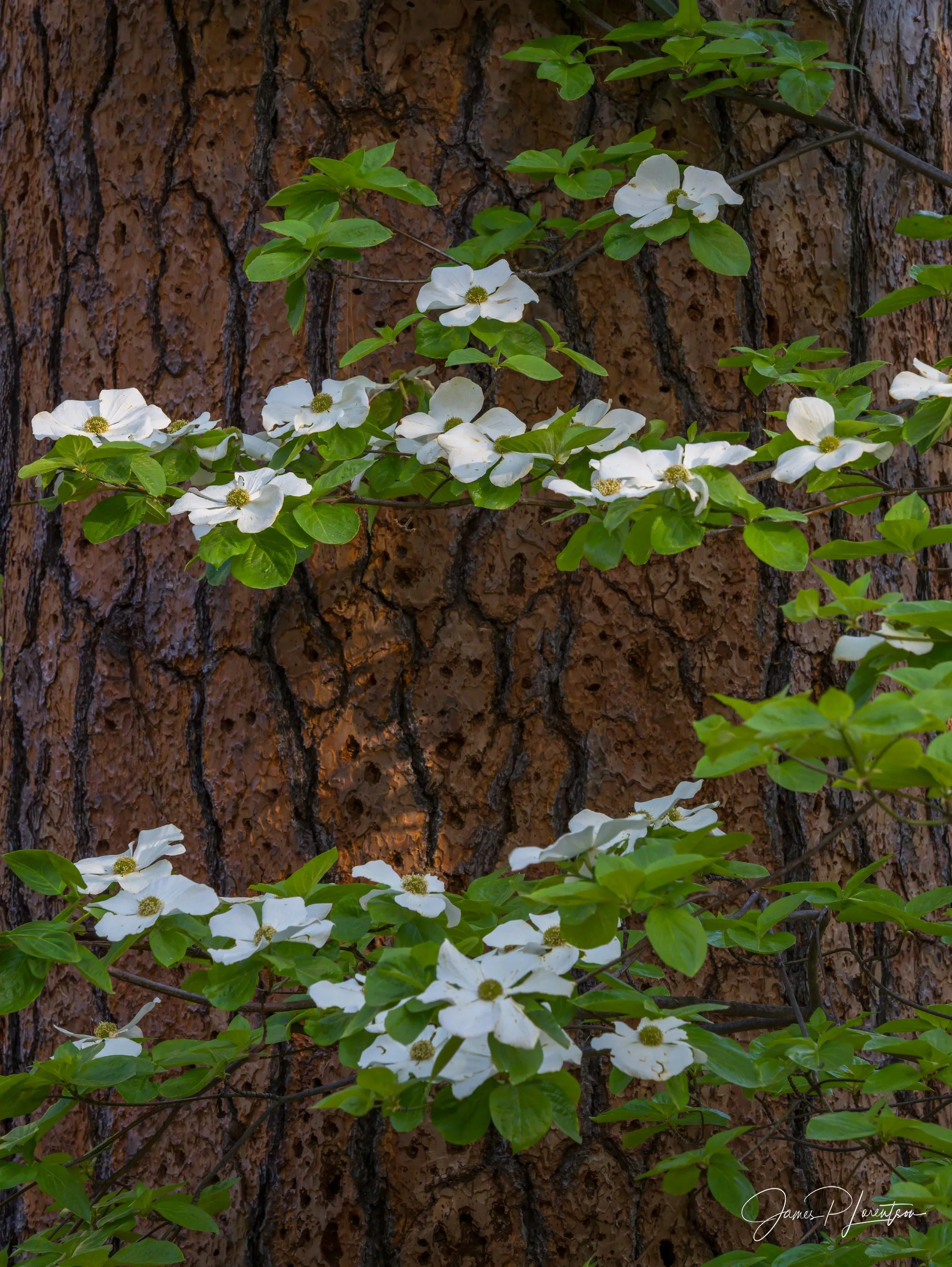 JamesL_Z8P2124-Edit_SpringDogwood1.jpg