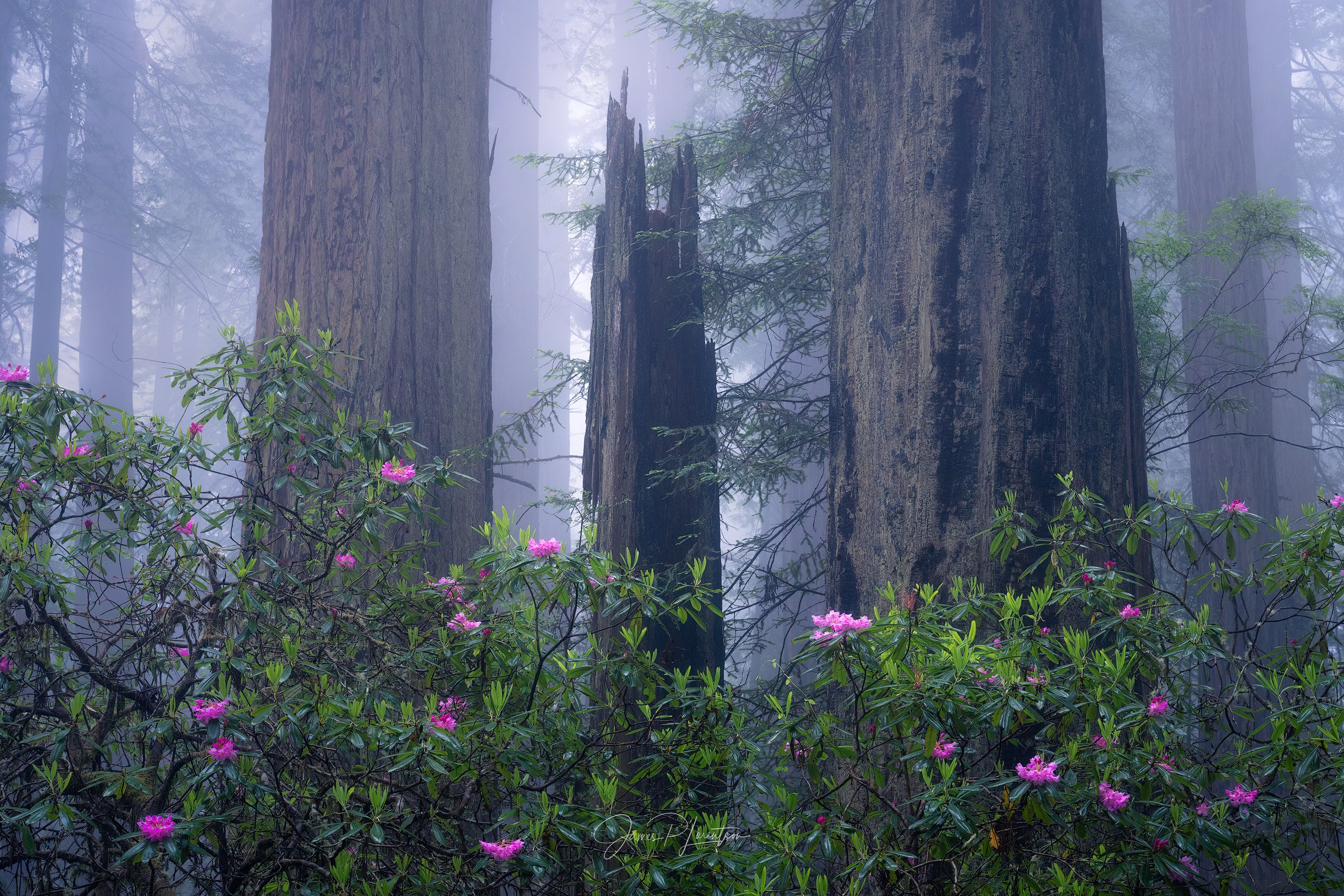 RedwoodRhapsody_PHO8809-sharpened.jpg