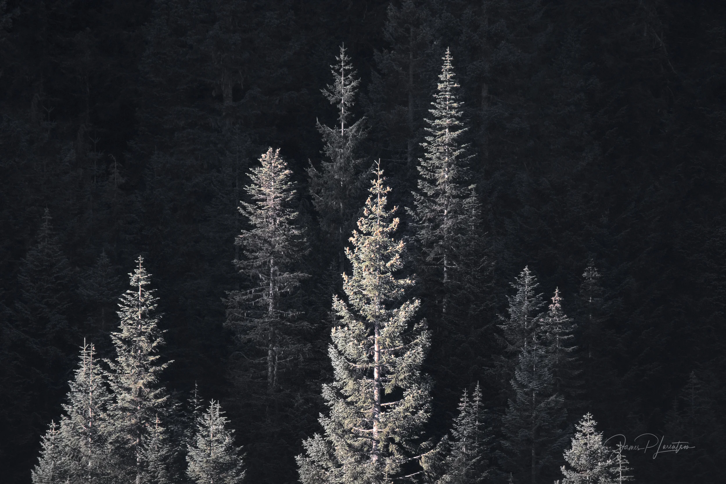 Trees & Forest